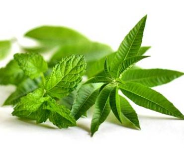 List of herbs and spices and how they will improve your health Mint herb