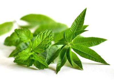 Mint Herb Benefits Mint Herb Benefits