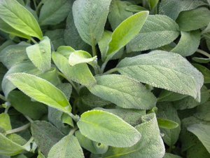 Sage Benefits sage benefits