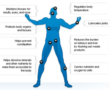 Function of water in the body