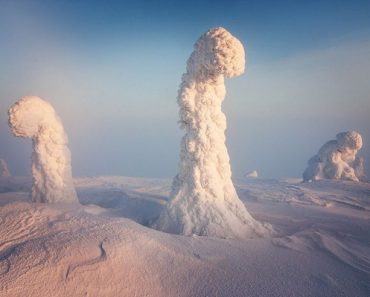 Frozen Trees of the Arctic Frozen Trees of the Arctic