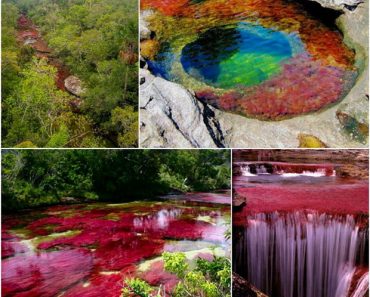 Caño Cristales Colombia Caño Cristales Colombia