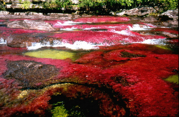 Caño Cristales