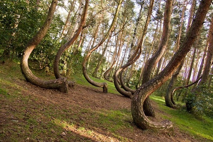 Crooked forest in Poland