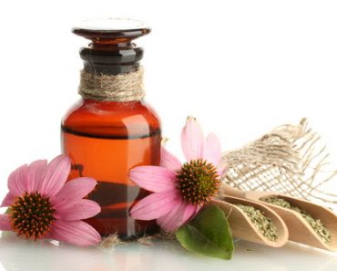 Echinacea - a powerful antibiotic given by the nature Echinacea antibiotic