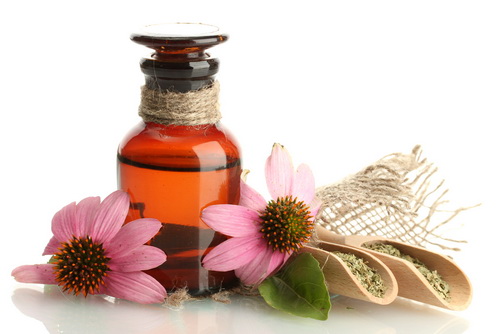 Echinacea antibiotic