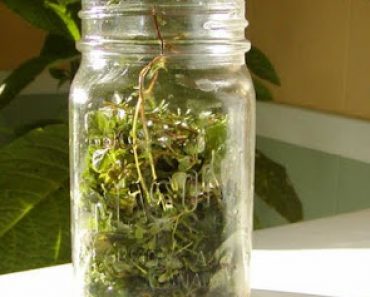 How To Improve Blood Circulation - Recipe Blood Circulation Remedy