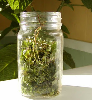 Blood Circulation Remedy